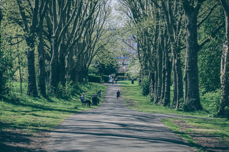 A row of mature trees lining a street, featuring lush green foliage and vibrant purple flowers, likely a flowering shrub or tree species in bloom. The trees are planted along a paved sidewalk with whi